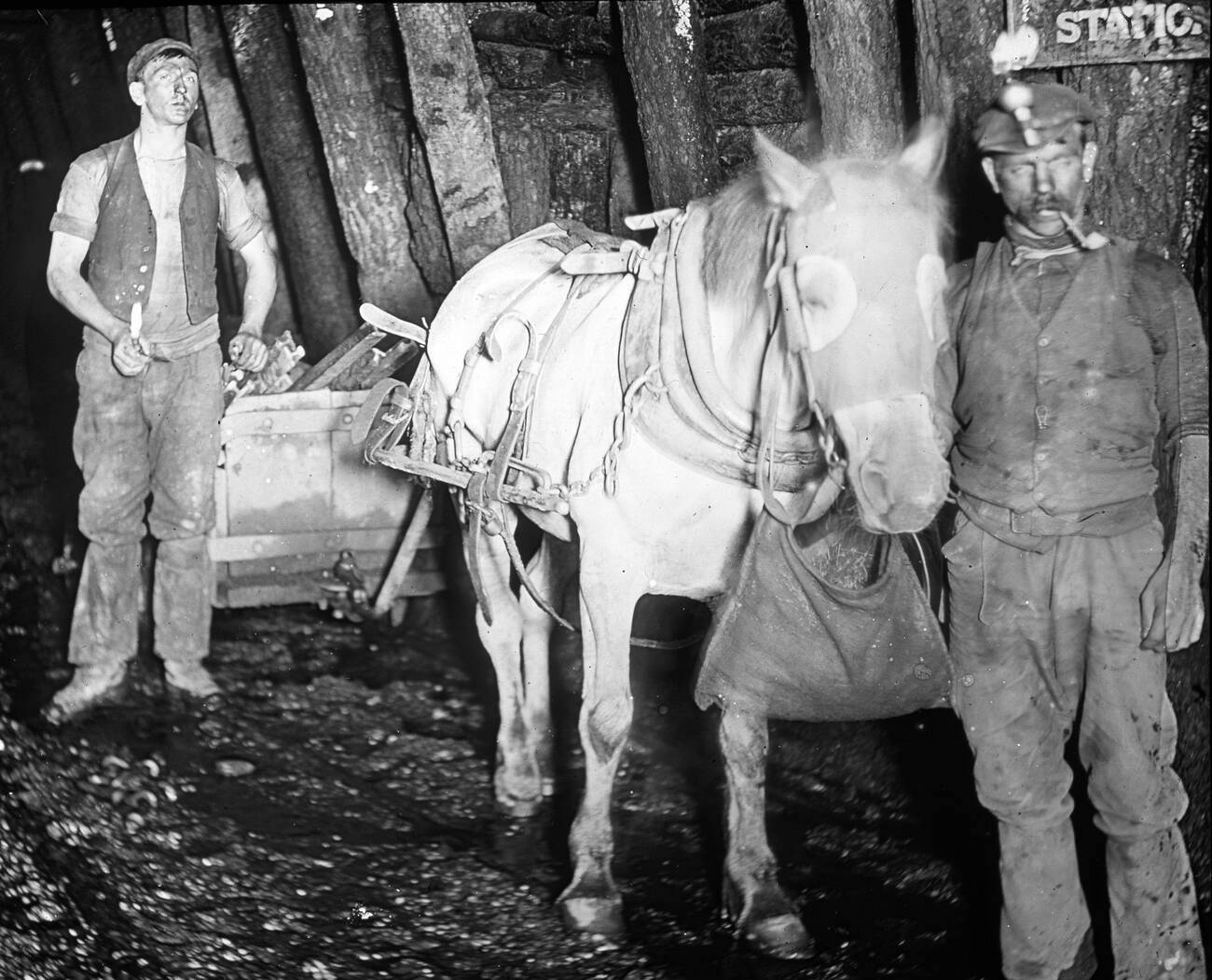 The Welfare of Pit Ponies | History Today